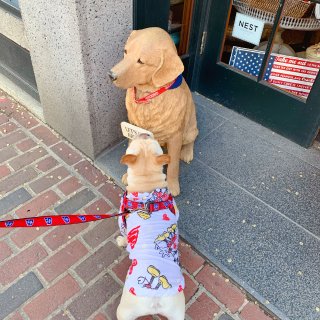波士顿网红拍照点📷打卡 带着狗狗去旅行...