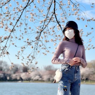 DC潮汐湖周末樱花实况 被期待着的春天治...