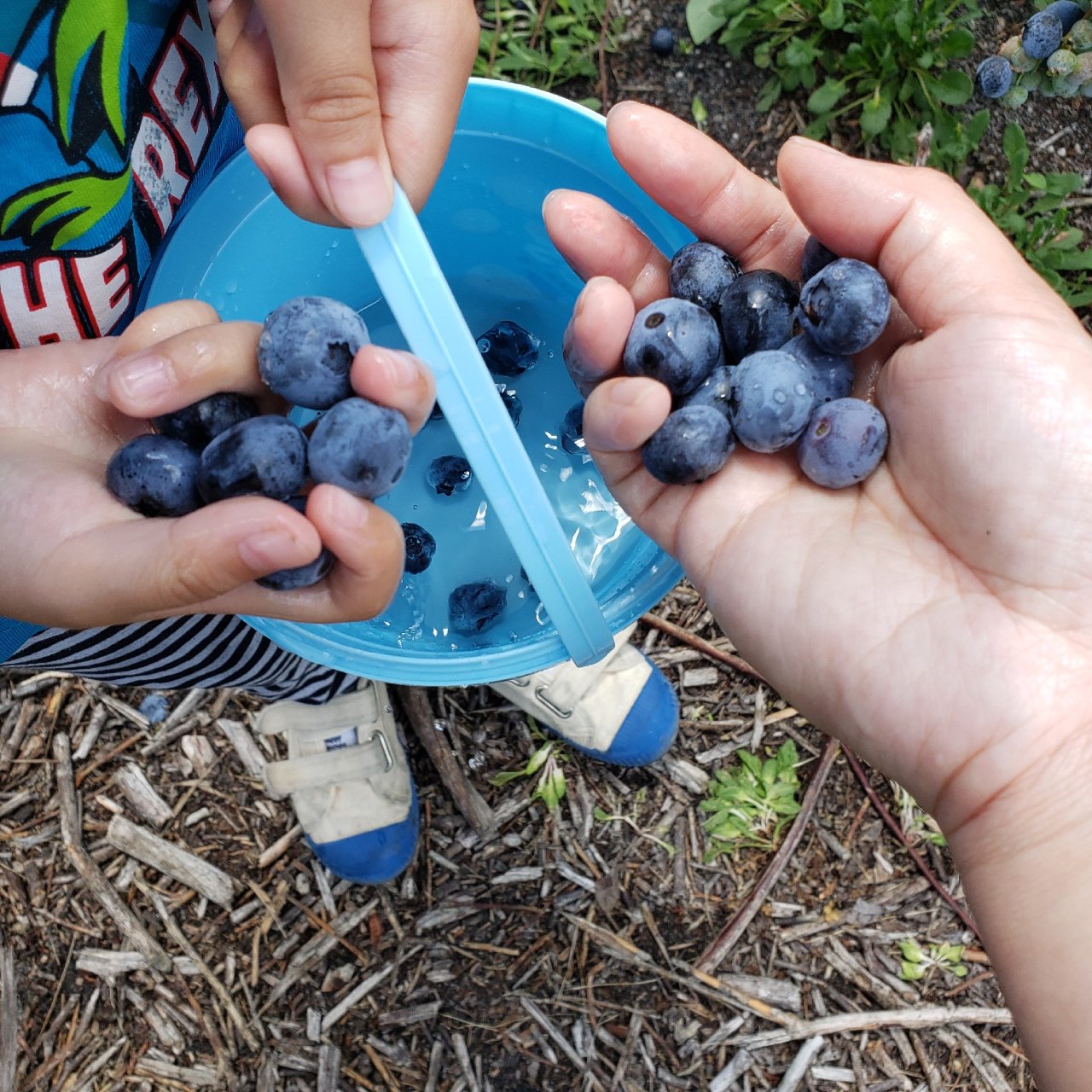 蓝莓大丰收，即摘即吃，真过瘾🌞...
