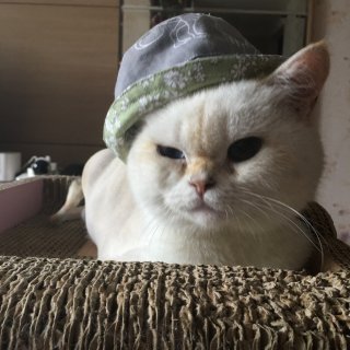 猫咪渔夫帽