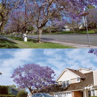 LA｜每年春天，都要看一次蓝花楹，才算完...