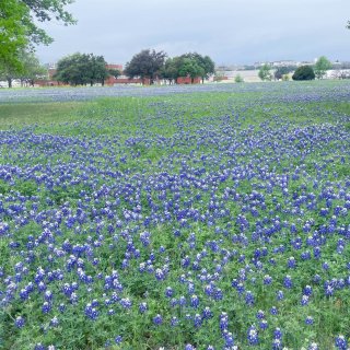 春季观赏Texas Wildflower...