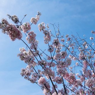 桜色の夢，习惯了西雅图大片大片的樱花云...