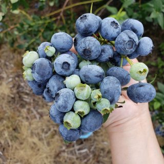 蓝莓大丰收，即摘即吃，真过瘾🌞...