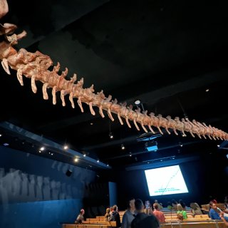 夏日限定之纽约自然历史博物馆🦕化石展...