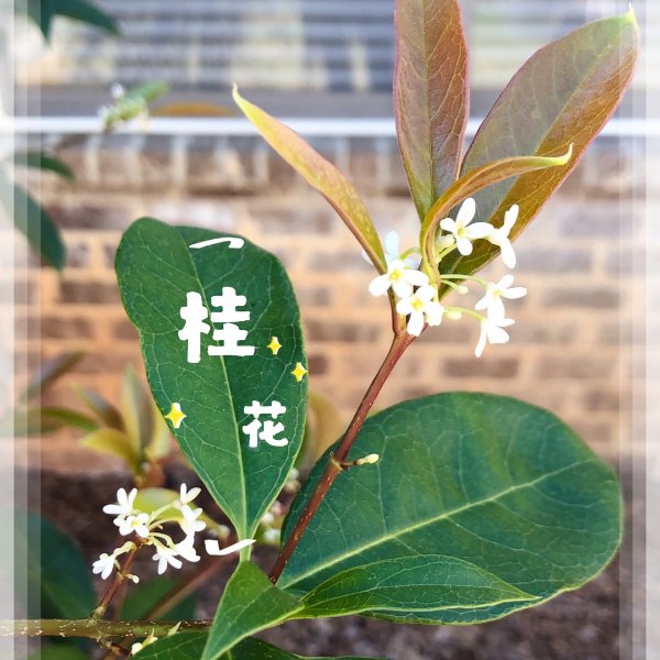 晒货图片