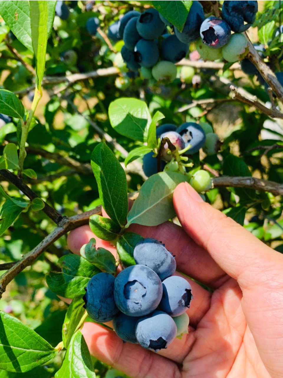 去年盛夏～我们的摘蓝莓之旅...