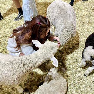 体验到被一群绵羊包围的快乐｜LA fai...