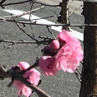 街上的粉色桃🍑花盛开...