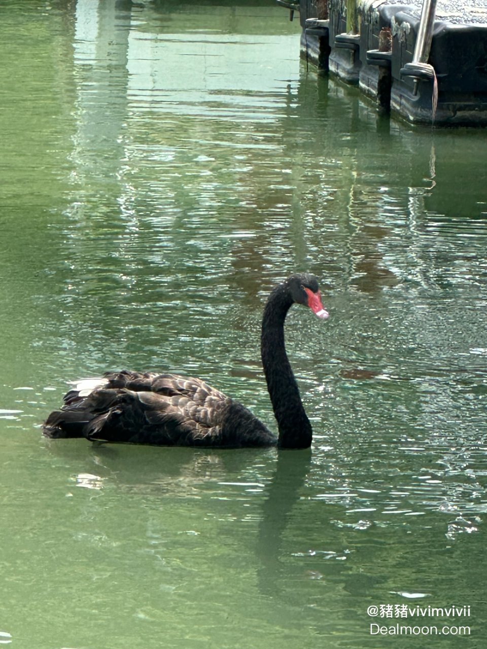 夏日6️⃣湖中的黑天鹅...