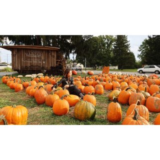 秋季拍照📷打卡胜地：Pumpkin Pa...