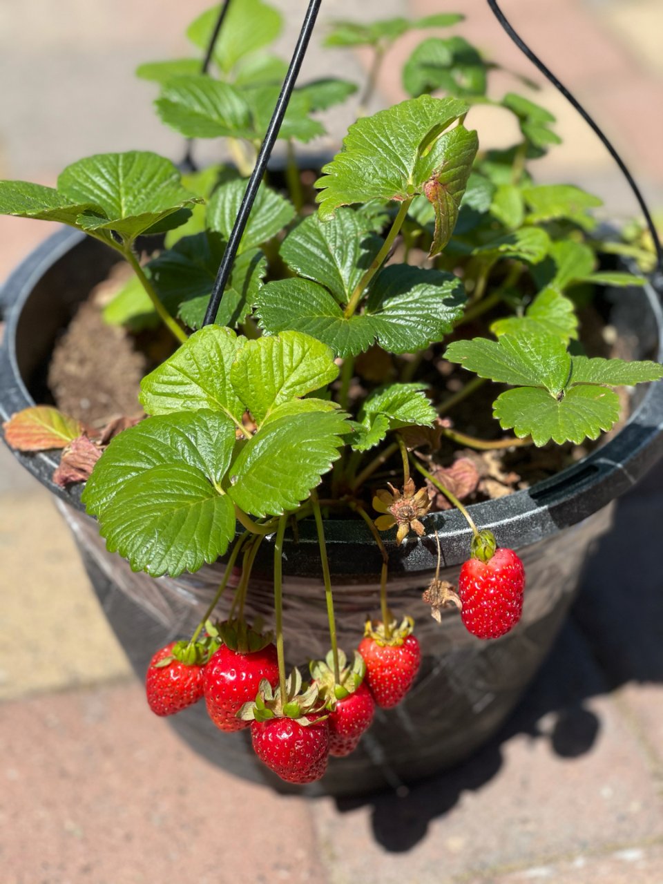 在家也能采草莓🍓啦｜懒人植物水果...