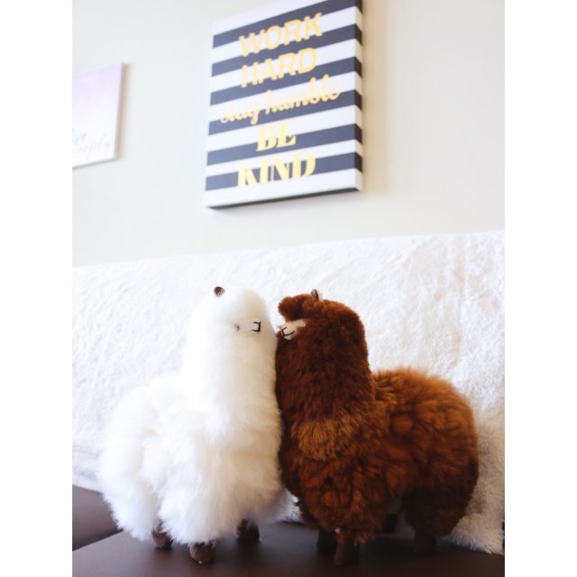 Alpaca小羊驼🐑【Day14】～