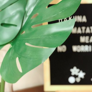 IKEA好物分享｜网红绿植——龟背竹...