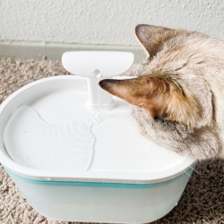 猫猫要多喝水才更健康...