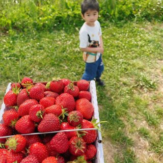草莓🍓节
