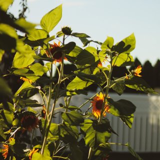 🌻 一包种子让后院拥有超美向日葵/种植小...