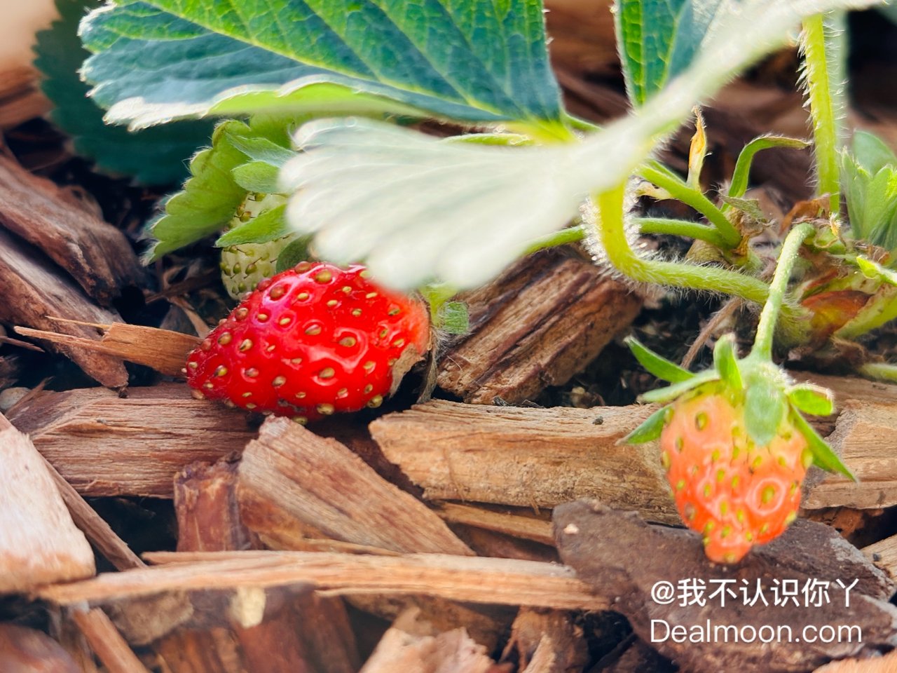 阳台种花种菜🌱草莓红了😍种子发芽...