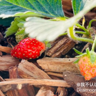 阳台种花种菜🌱草莓红了😍种子发芽...