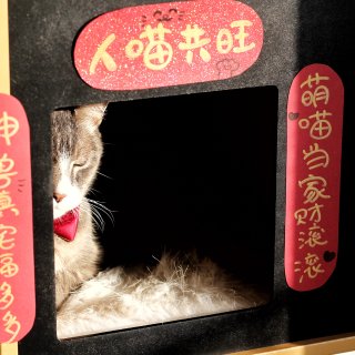 【我家的年味】之猫咪也要过春节咯🧨...