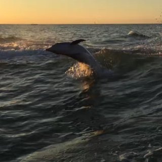 寻找海豚之旅