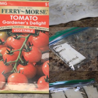 番茄室内育苗