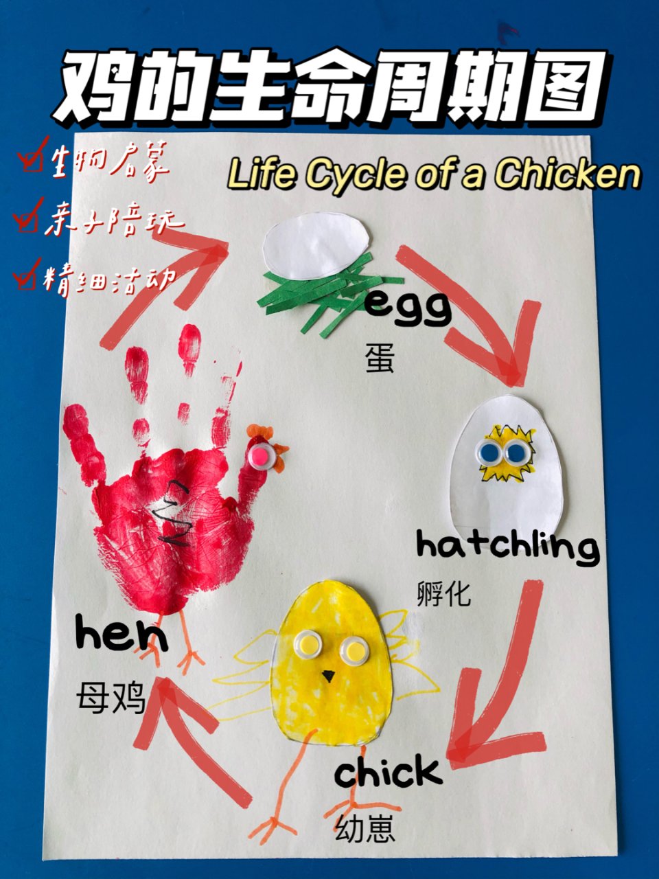 亲子手工🐣一张纸描绘鸡的生命周期...