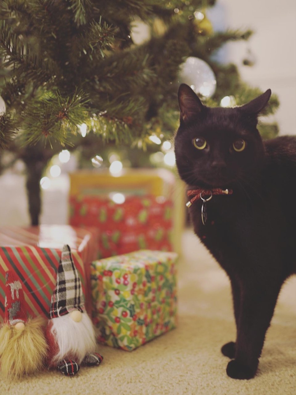 黑猫与圣诞树  🐈 & 🎄...