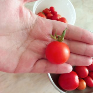 自家种的小番茄！...
