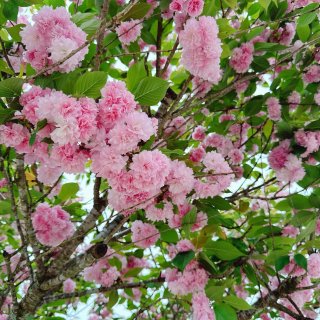 🌸樱花树 开满了花朵🌸 粉嫩粉嫩...