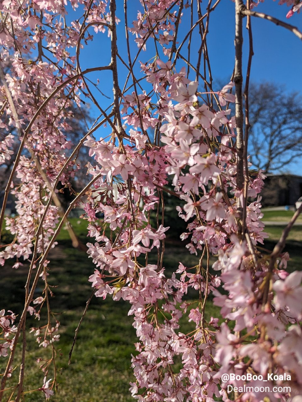 纽约Green-Wood公墓里的樱花如垂...