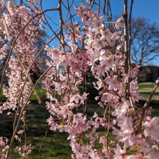 纽约Green-Wood公墓里的樱花如垂...