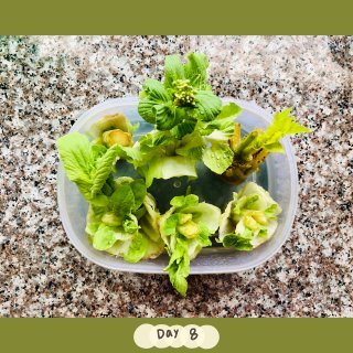 💚 Mini菜园：水培蔬菜 🥬...