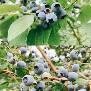 西雅图｜大又甜的蓝莓➕向日葵田和蝴蝶放生...