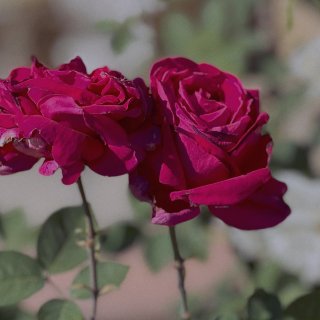 来我家赏花之月季｜玫瑰｜蔷薇 花。...