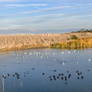 湾区周末游：摄影爱好者的湿地观鸟trai...