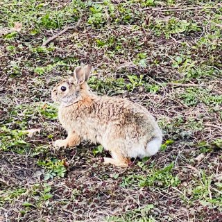 21自律计划9⃣️：春意盎然，偶遇小兔🐰...