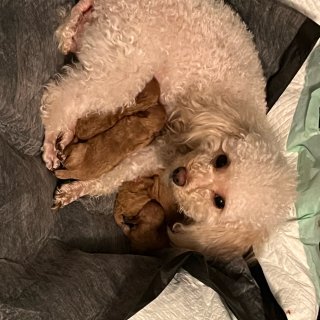 我的狗狗终于把宝宝生下来了...