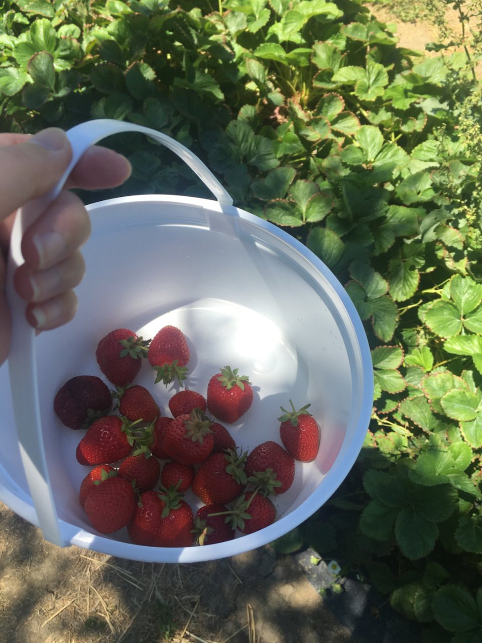 草莓季来了