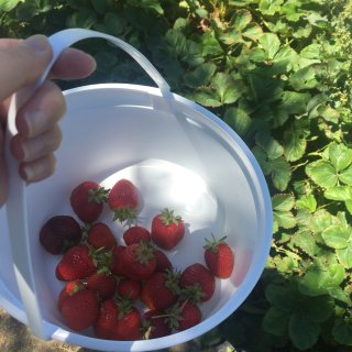 草莓季来了