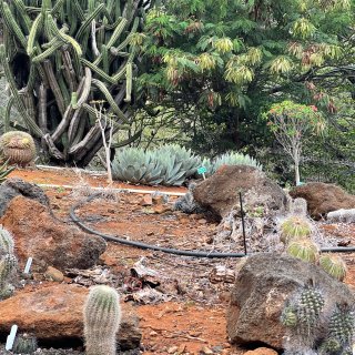 夏威夷Koko crater植物园...