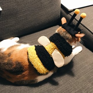 療癒的貓咪蜜蜂裝...