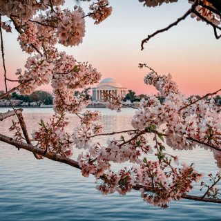 2024华盛顿春季樱花盛开的季节Tida...