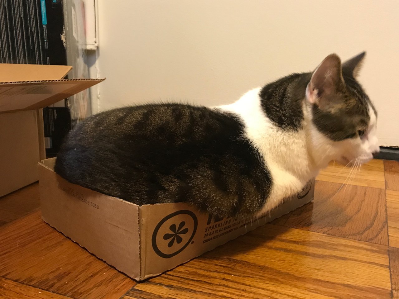 盒子里会长猫