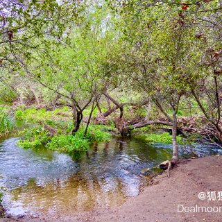 四月踏春-圣地亚哥最治愈的野花树林溪流路...