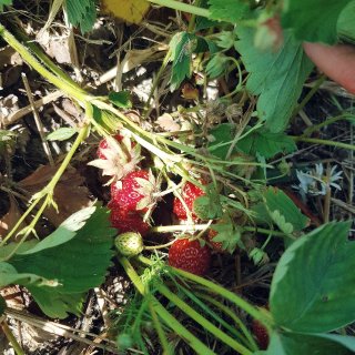 hi你的🍓熟了，不能错过的北欧草莓...