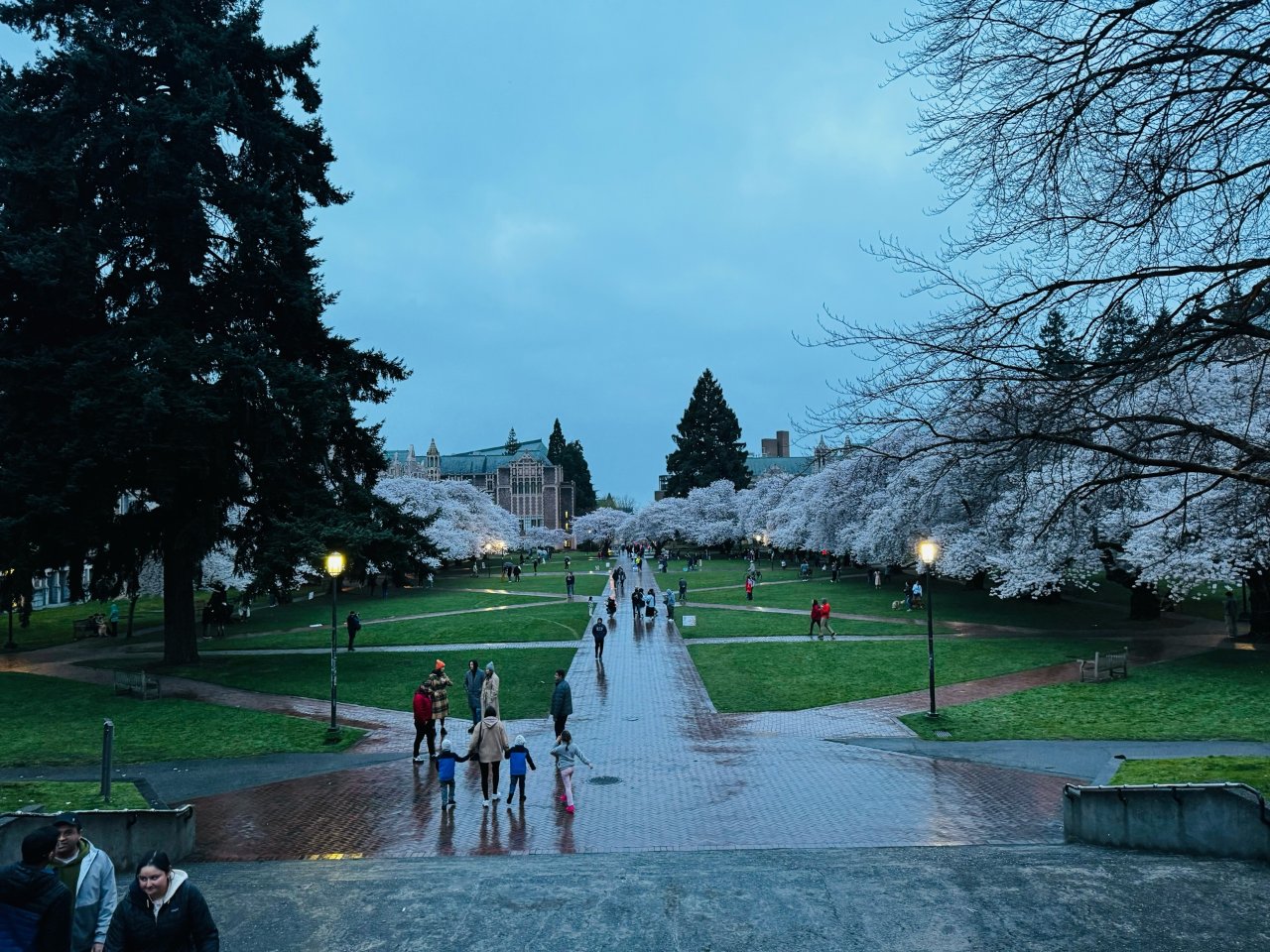 华盛顿大学雨中赏樱🌸体验春雨中的诗意...