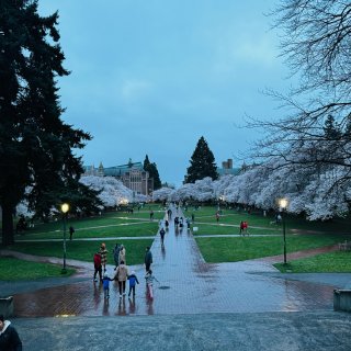华盛顿大学雨中赏樱🌸体验春雨中的诗意...