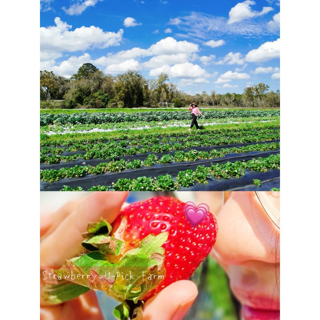 周末去哪里｜去农场摘草莓🍓｜U-pick...