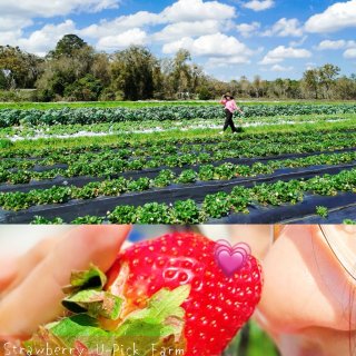 周末去哪里｜去农场摘草莓🍓｜U-pick...